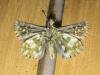 179569 – Photo : Limenitis78 – France (73)